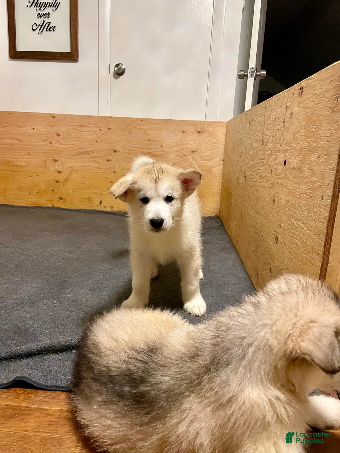 Alaskan Malamute dogs for sale: Acadia - Image 2