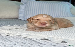 Goldendoodle dogs for sale: Archie - Image 1