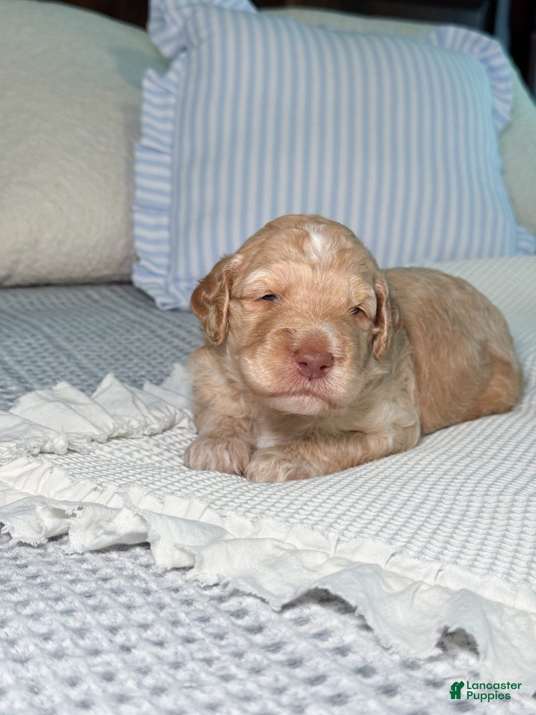 Goldendoodle dogs for sale: Archie - Image 1