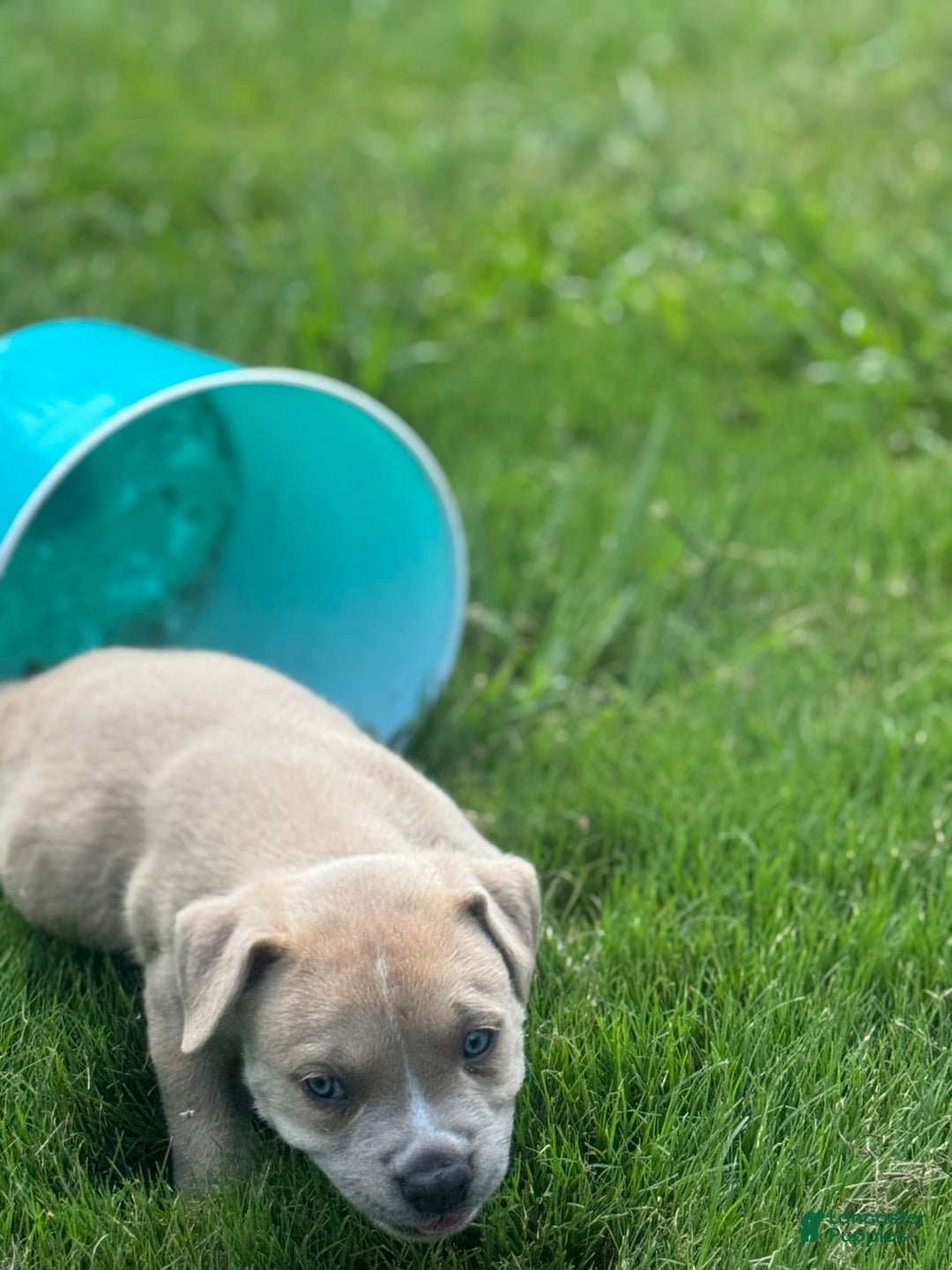 American Bully dogs for sale: Simba - Image 4
