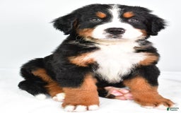 Bernese Mountain Dog dogs for sale: Cooper - Image 4