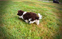 Havapoo dogs for sale: Hero - Image 11