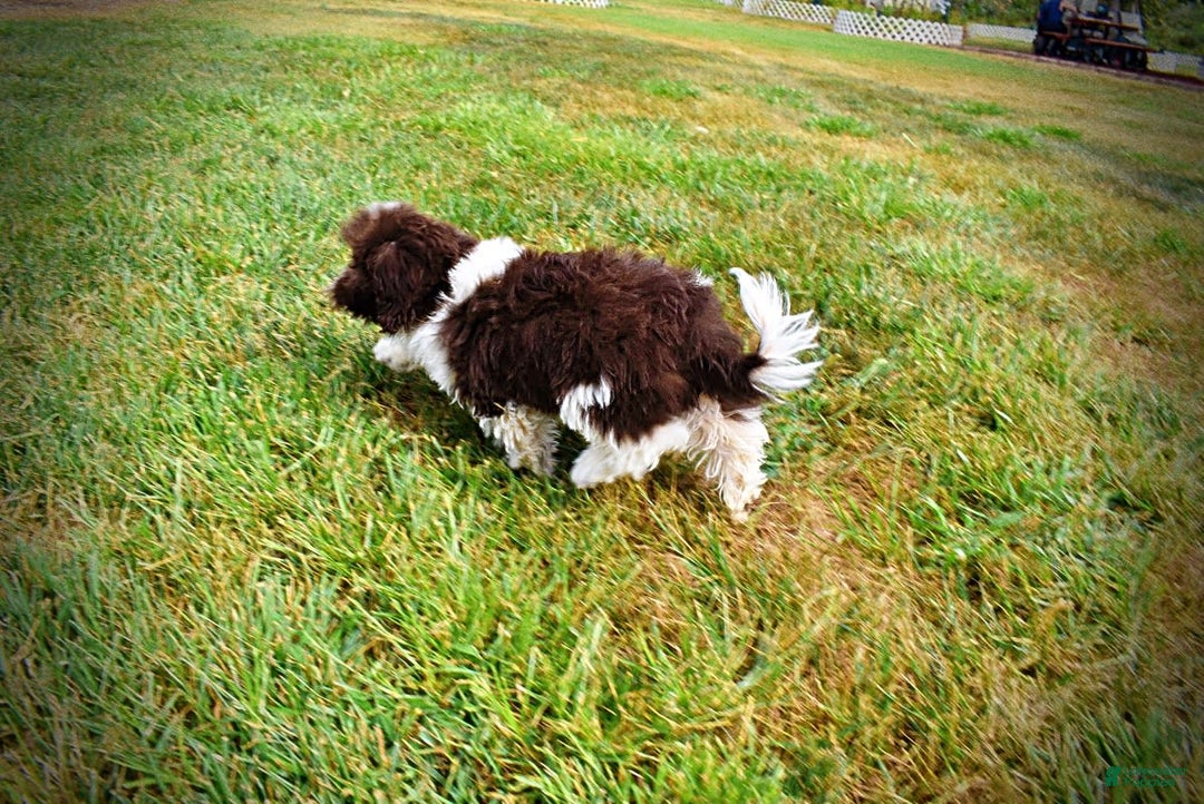 Havapoo dogs for sale: Hero - Image 11