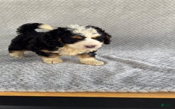 Mini Bernedoodle dogs for sale: Marshall - Image 7
