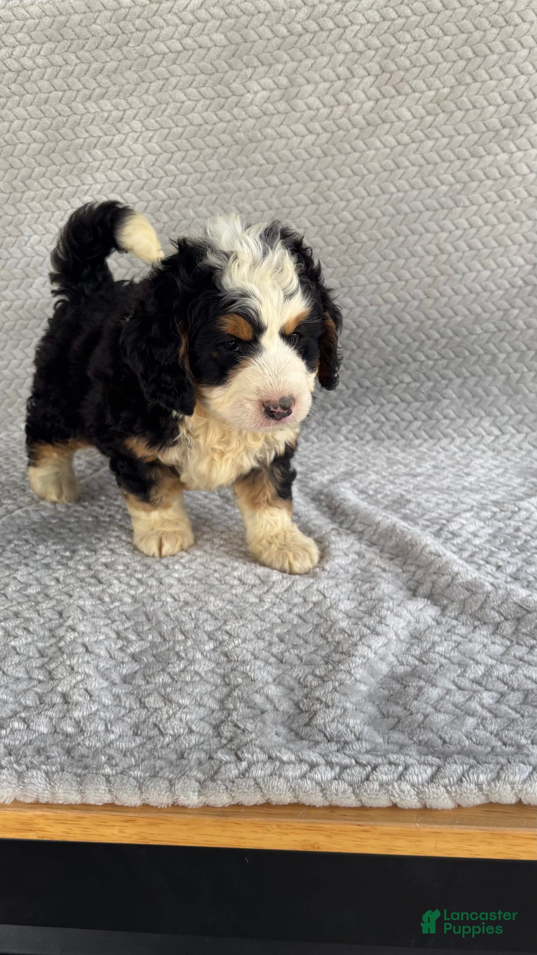 Mini Bernedoodle dogs for sale: Marshall - Image 7