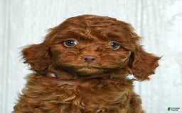 Cavapoo dogs for sale: Bobby - Image 3