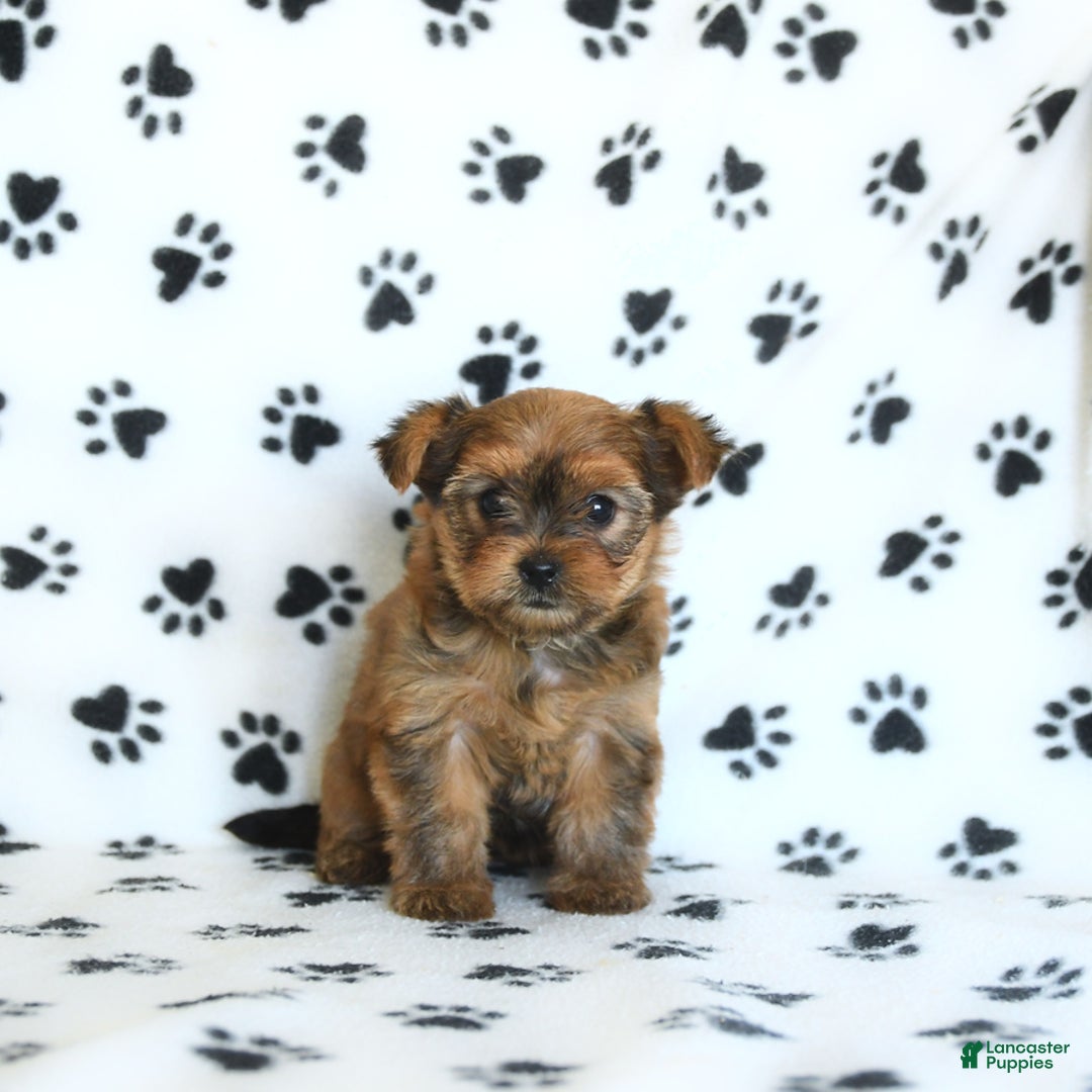 Shorkie dogs for sale: Kate - Image 1