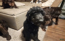 Labradoodle dogs for sale: Ruby - Image 8