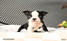 Boston Terrier dogs for sale: Jinx - Image 3