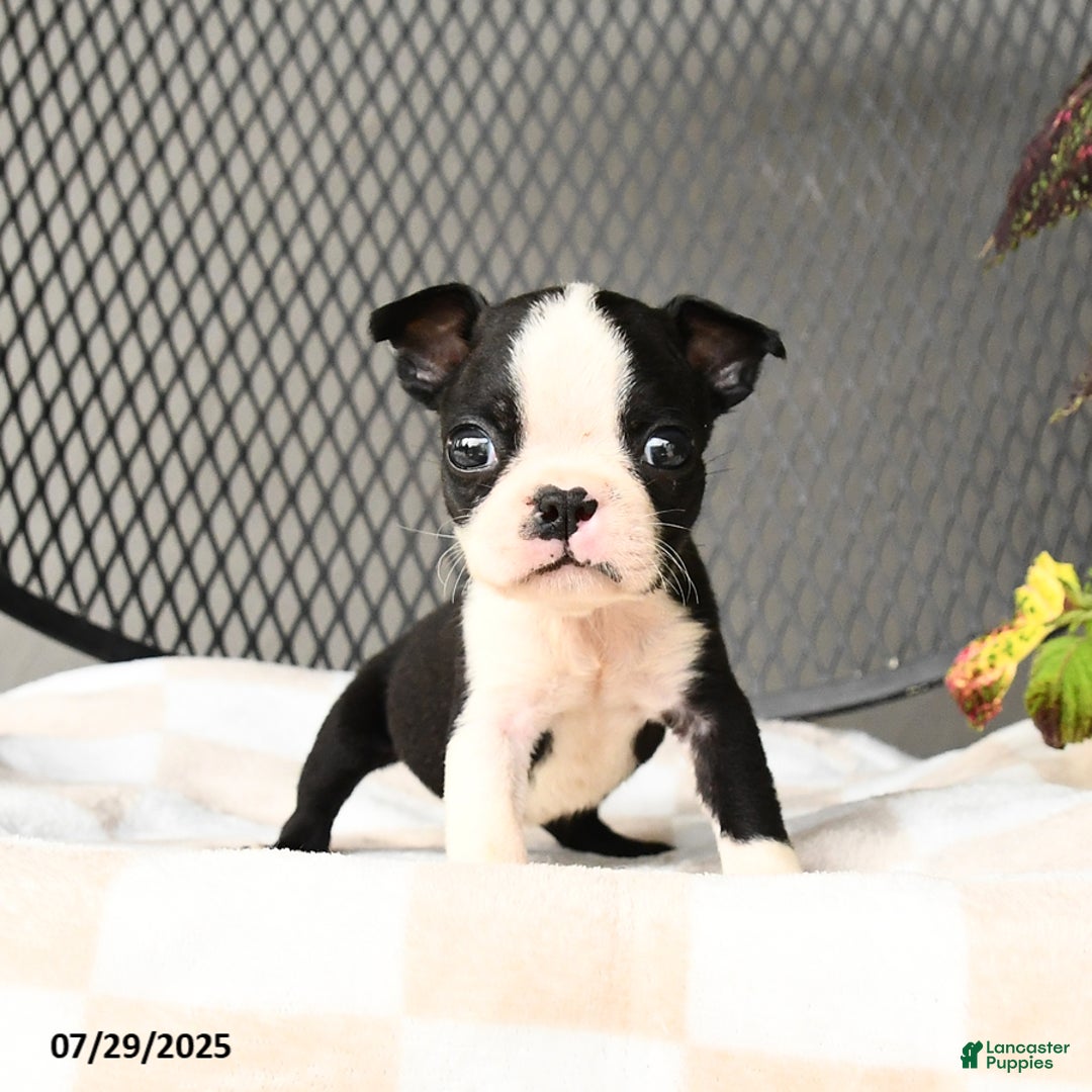 Boston Terrier dogs for sale: Jinx - Image 3