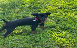 Miniature Pinscher dogs for sale: Bell - Image 6