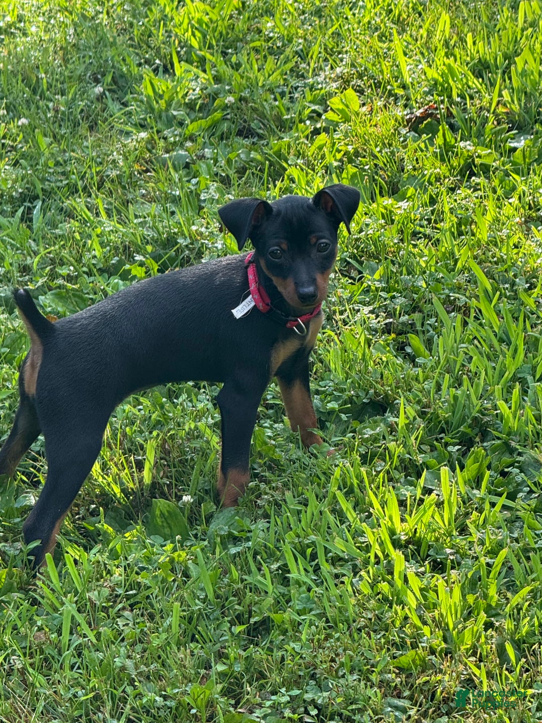Miniature Pinscher dogs for sale: Bell - Image 6