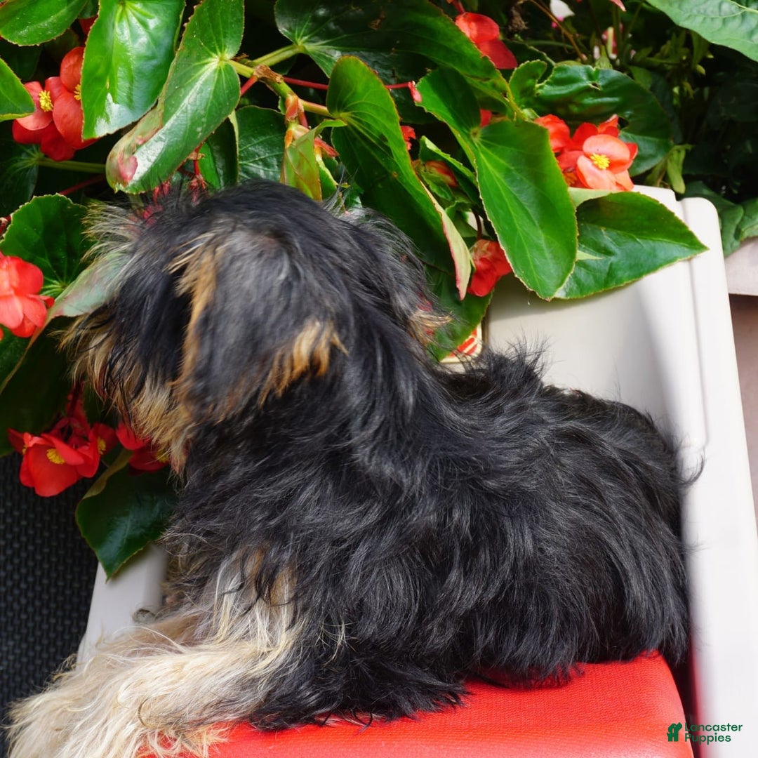 Yorkshire Terrier dogs for sale: Alyssa - Image 5