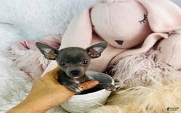 Chihuahua dogs for sale: Cesare - Image 2