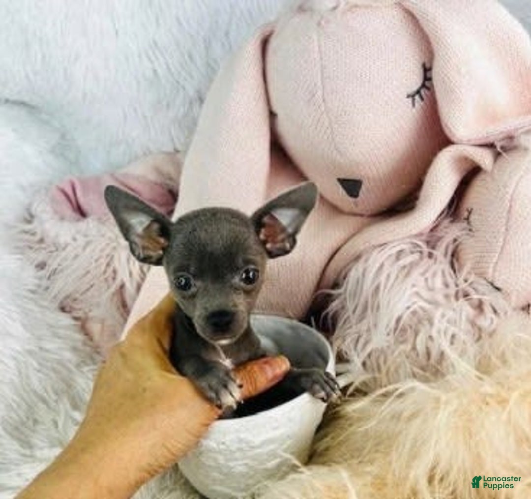 Chihuahua dogs for sale: Cesare - Image 2