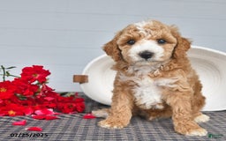 Toy Poodle dogs for sale: Snickers - Image 4