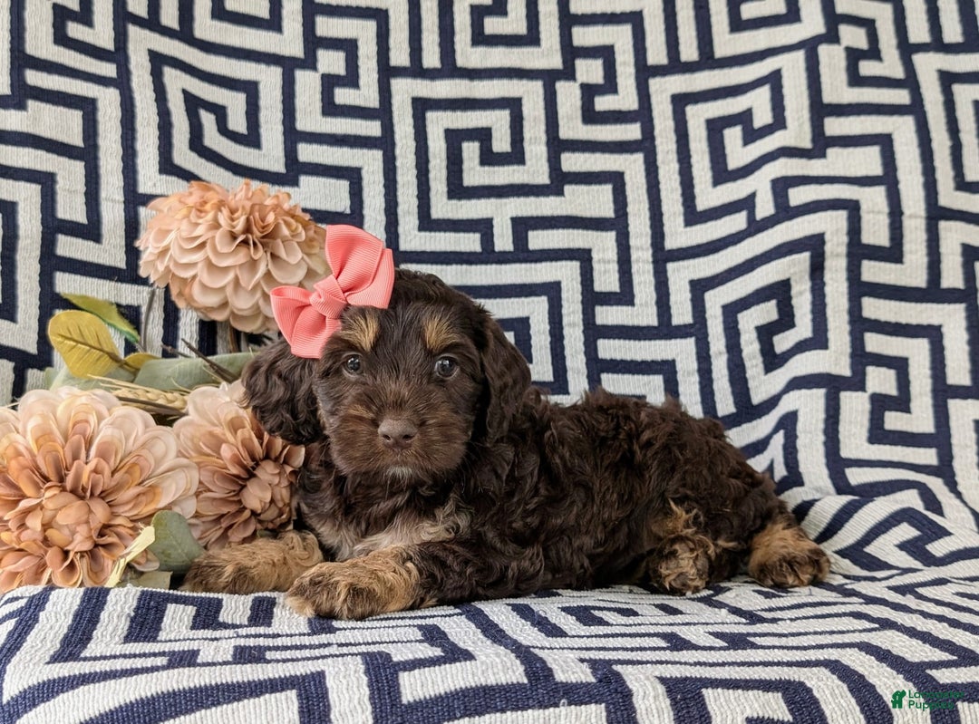 Cockapoo dogs for sale: Charise - Image 5