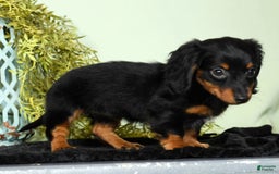 Miniature Dachshund dogs for sale: Miniature Dachshund 2 puppies - Image 13