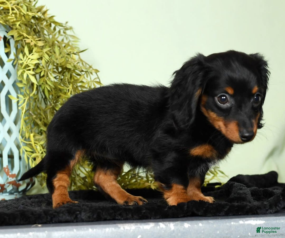 Miniature Dachshund dogs for sale: Miniature Dachshund 2 puppies - Image 13