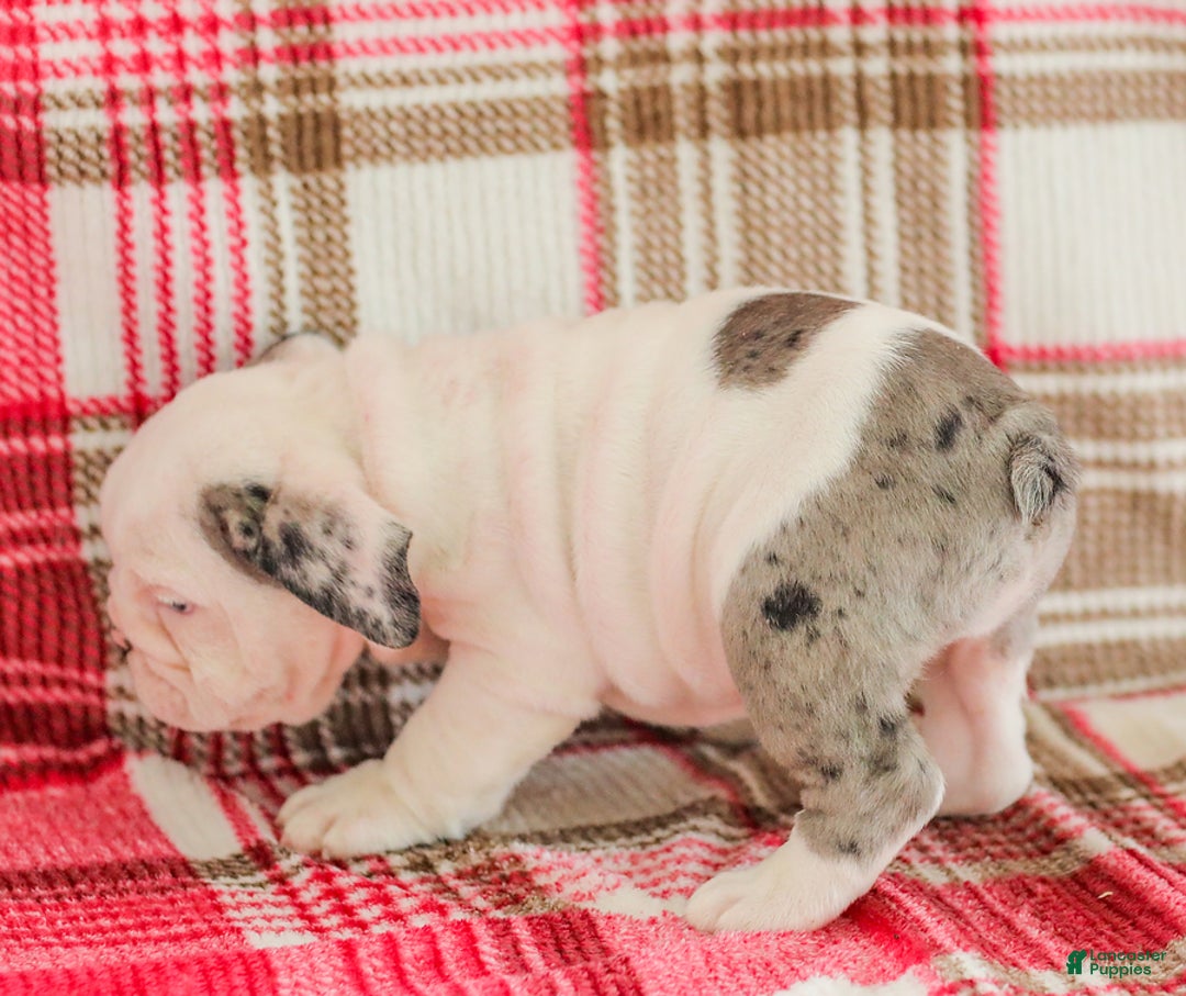 English Bulldog dogs for sale: Marley - Image 2