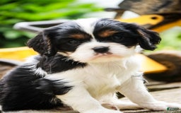 Cavalier King Charles Spaniel dogs for sale: Nero - Image 19