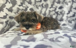 Miniature Schnauzer dogs for sale: Stitch - Image 1