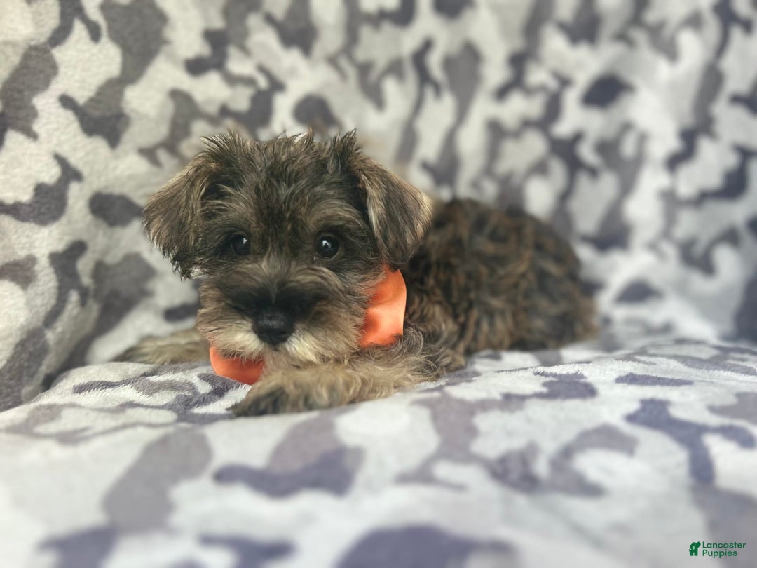 Miniature Schnauzer dogs for sale: Stitch - Image 1