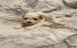 Miniature Poodle dogs for sale: May - Image 19
