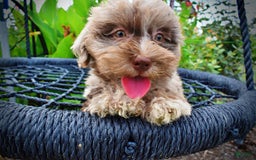 Havapoo dogs for sale: Darling - Image 4