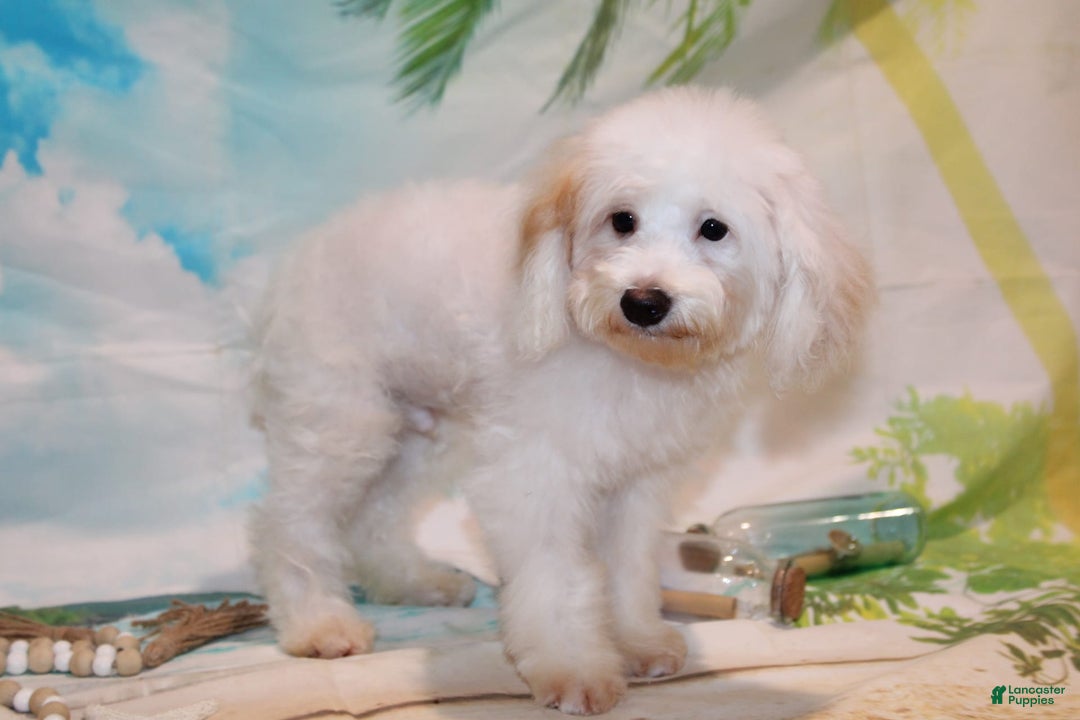 Schnoodle dogs for sale: Ranger - Image 2