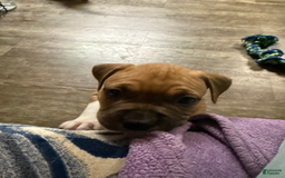 American Pit Bull Terrier dogs for sale: Spice - Image 4