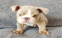 English Bulldog dogs for sale: Ollie - Image 14