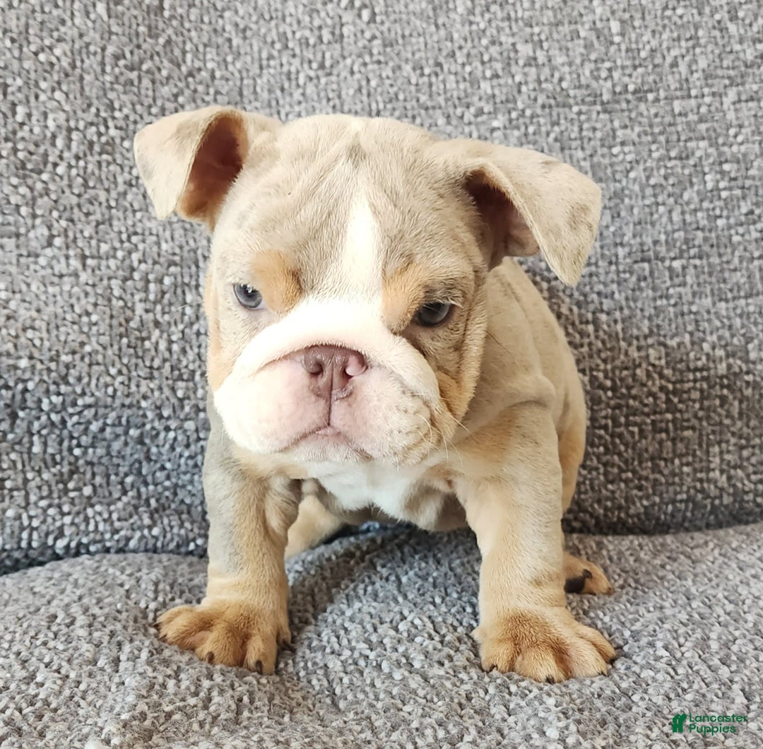 English Bulldog dogs for sale: Ollie - Image 14