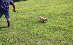 Shiba Inu dogs for sale: Tori - Image 8