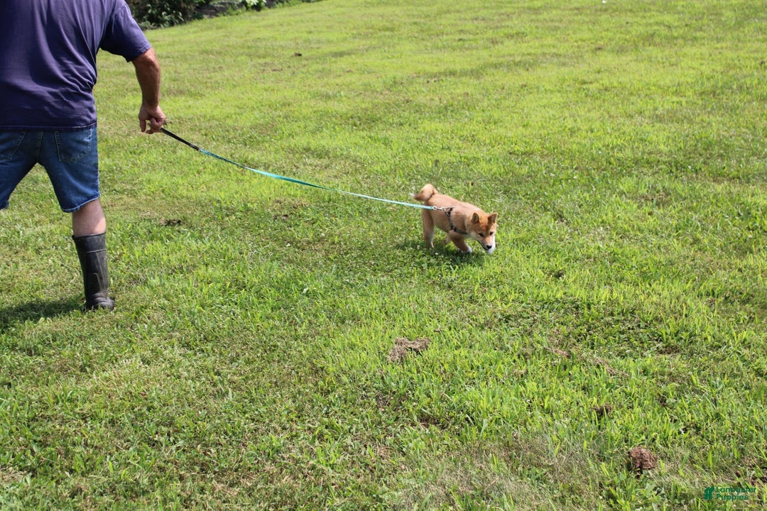 Shiba Inu dogs for sale: Tori - Image 8