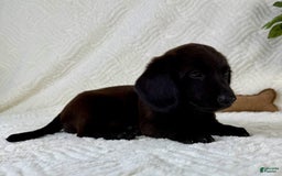 Miniature Dachshund dogs for sale: Dottie - Image 2