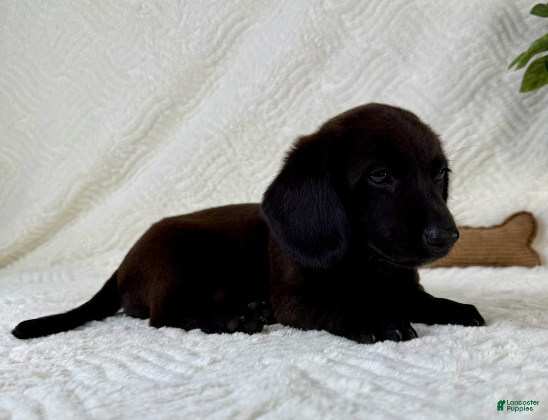 Miniature Dachshund dogs for sale: Dottie - Image 2