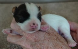 Yorkshire Terrier dogs for sale: Bambi - Image 12