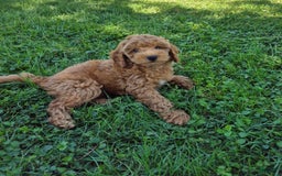 Cockapoo dogs for sale: Jasmine - Image 2