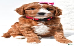 Mini Goldendoodle dogs for sale: Rosie - Image 5