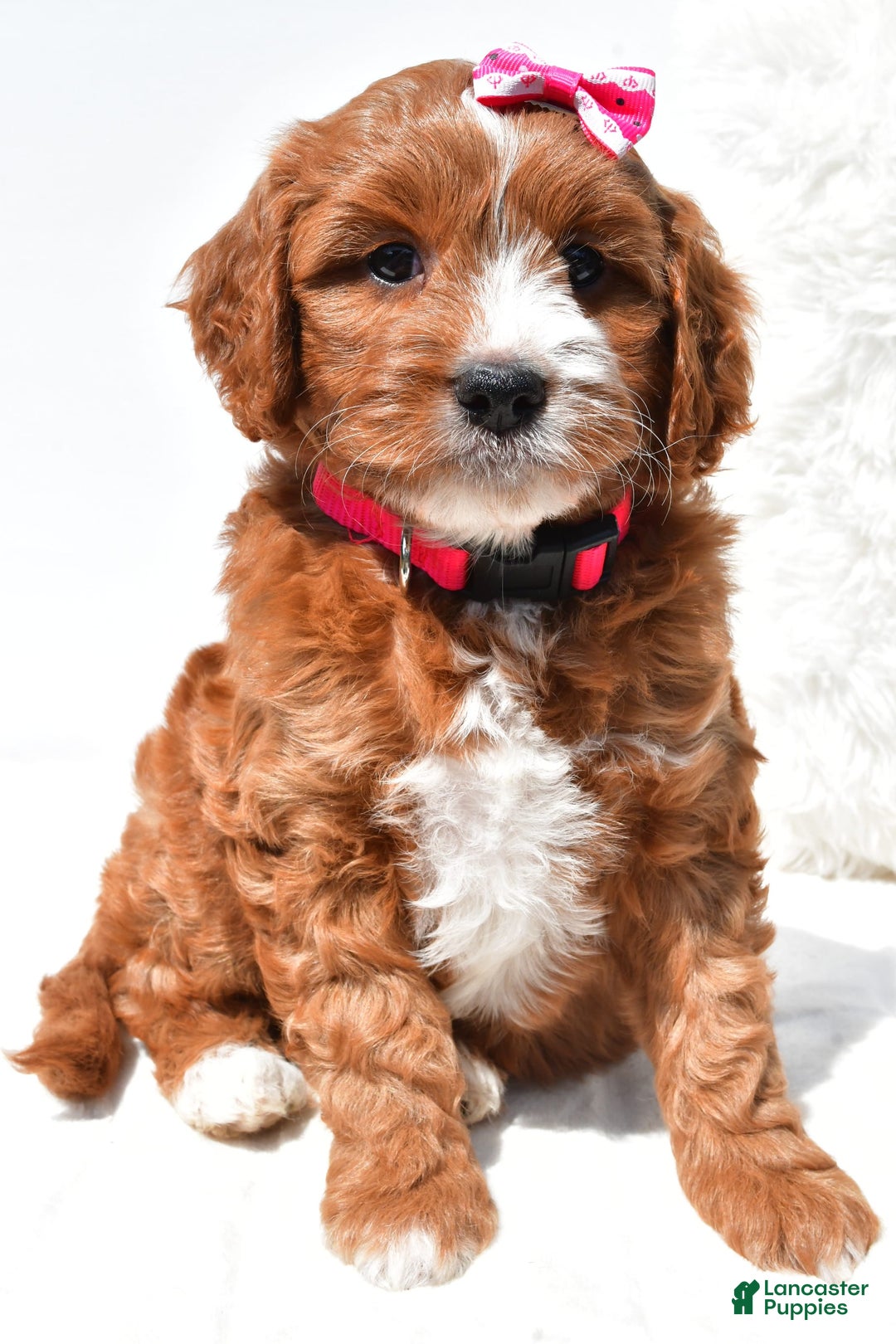 Mini Goldendoodle dogs for sale: Rosie - Image 5