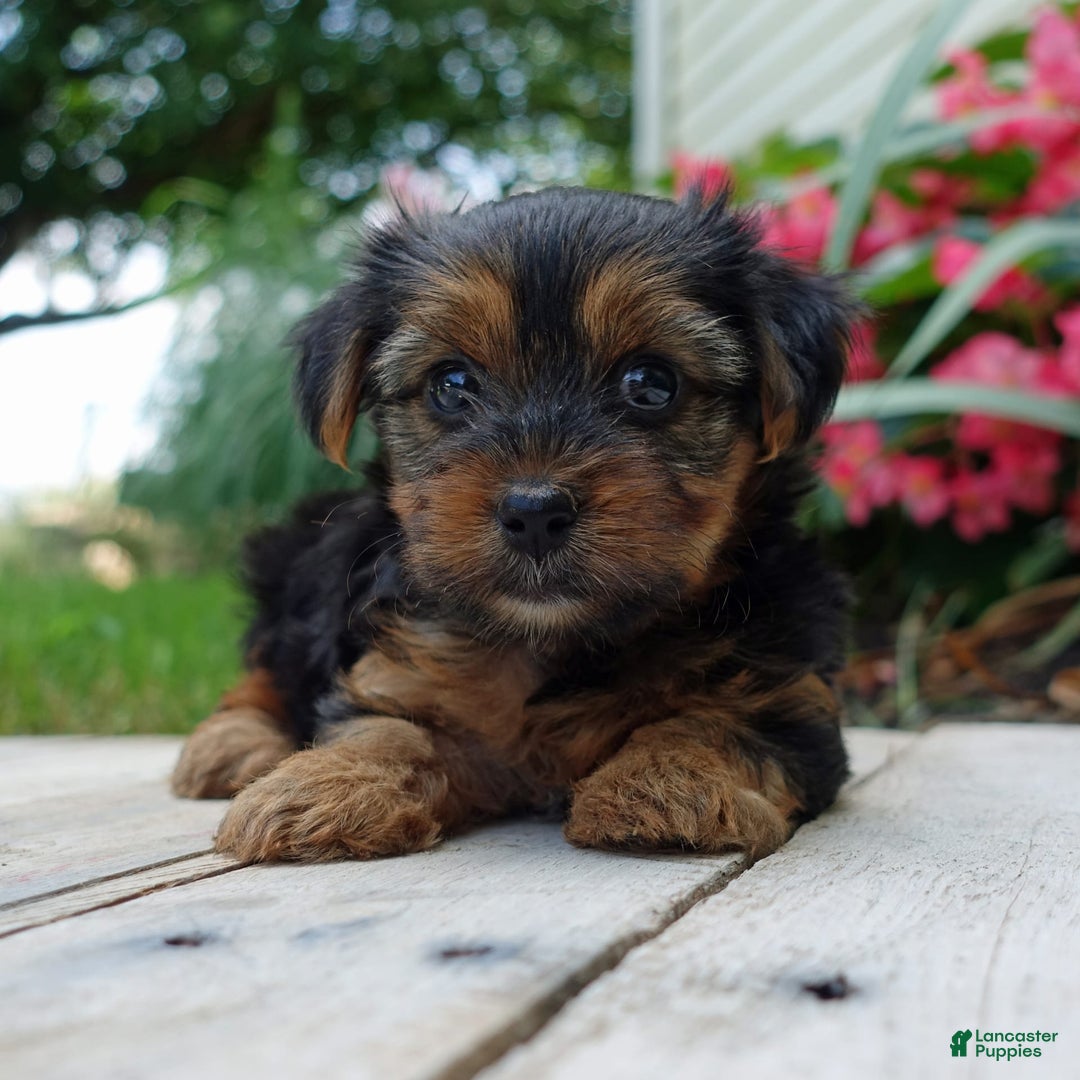 Yorkshire Terrier dogs for sale: Kenya - Image 6