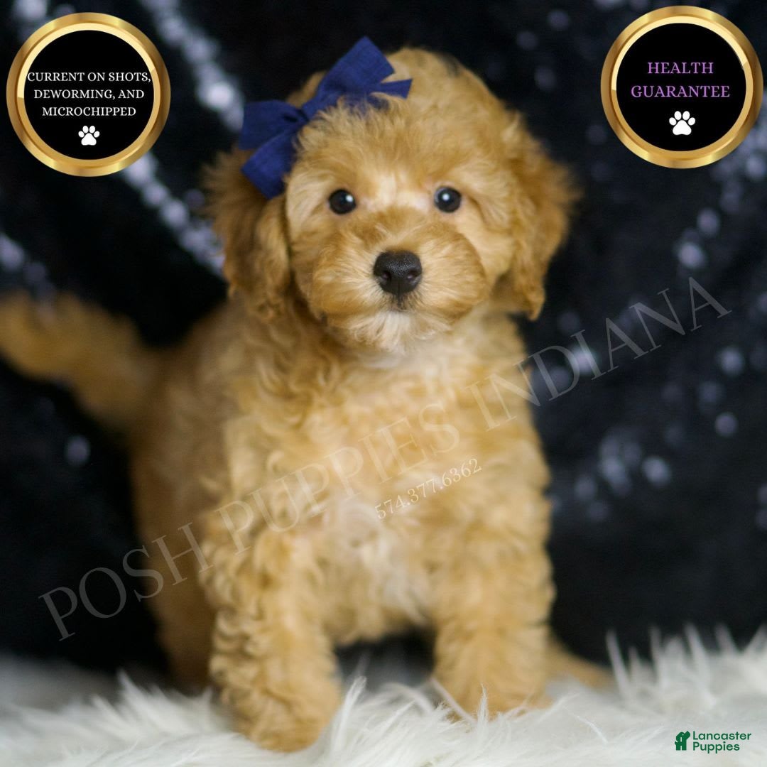 Toy Poodle dogs for sale: Cheese - Image 1