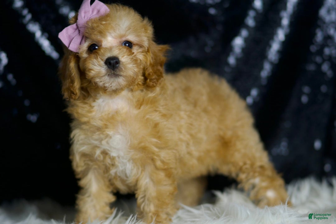 Miniature Poodle dogs for sale: Pinkie - Image 4