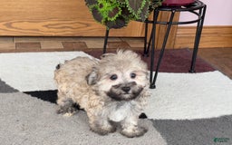 Maltese dogs for sale: Waylon - Image 7
