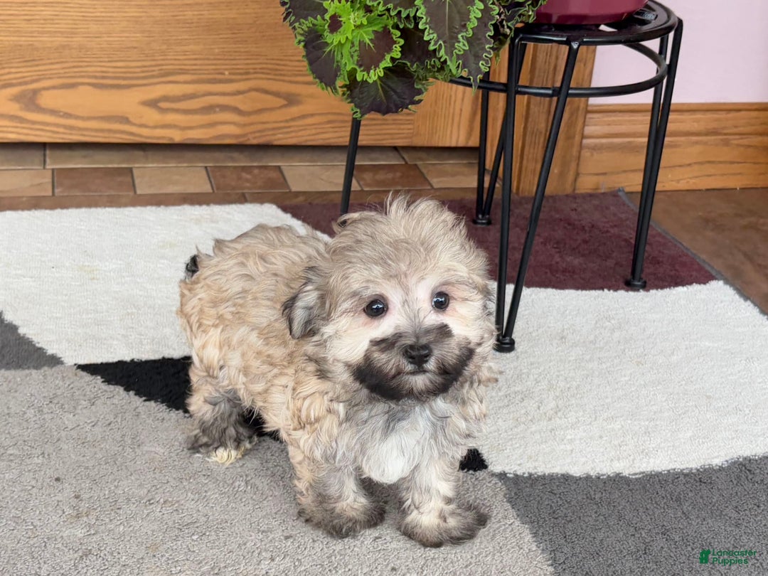 Maltese dogs for sale: Waylon - Image 7
