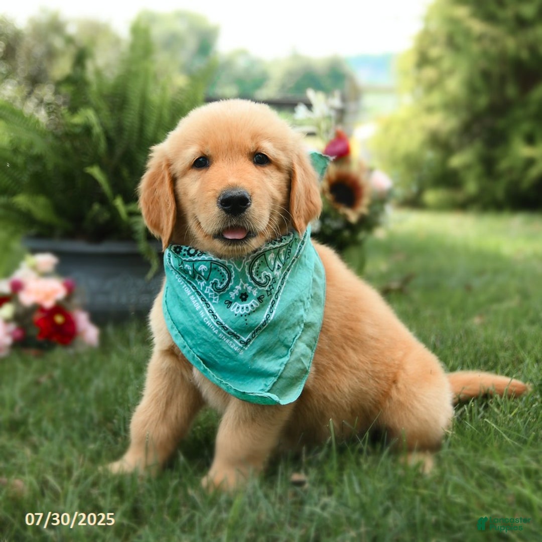Golden Retriever dogs for sale: Murphy - Image 3