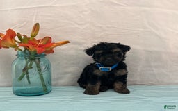 Yorkiepoo dogs for sale: Jordan - Image 4