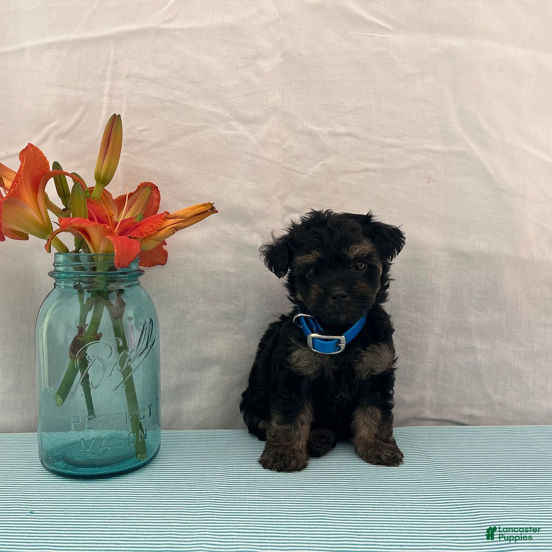 Yorkiepoo dogs for sale: Jordan - Image 4
