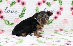 Yorkshire Terrier dogs for sale: Jordan - Image 2